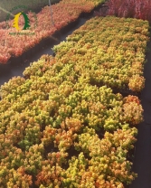 Berberys Thunberga 'Golden Dome'